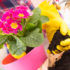 http://www.dreamstime.com/stock-photography-planting-colorfull-flower-flowerpot-image38284922